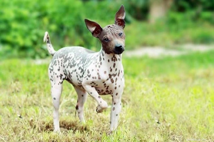 Peruvian Inca Orchid (Peruvian Hairless) Dog: Comprehensive Breed Profile