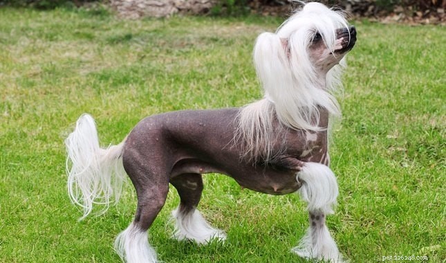 Peruvian Inca Orchid (Peruvian Hairless) Dog: Comprehensive Breed Profile