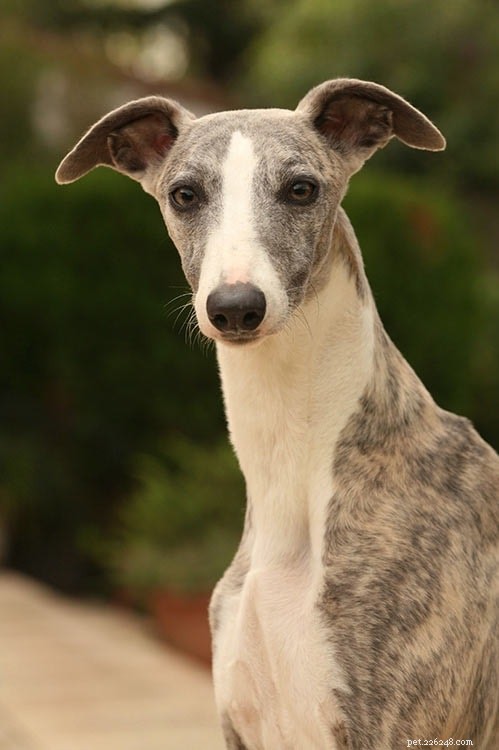 Peruvian Inca Orchid (Peruvian Hairless) Dog: Comprehensive Breed Profile