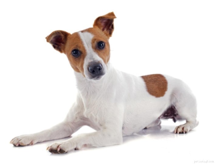 Jack Russell Terrier: Expert Guide to Origin, Size & Care