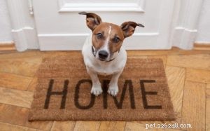 Jack Russell Terrier: Expert Guide to Origin, Size & Care