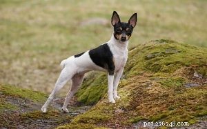 Toy Fox Terrier: Comprehensive Breed Profile