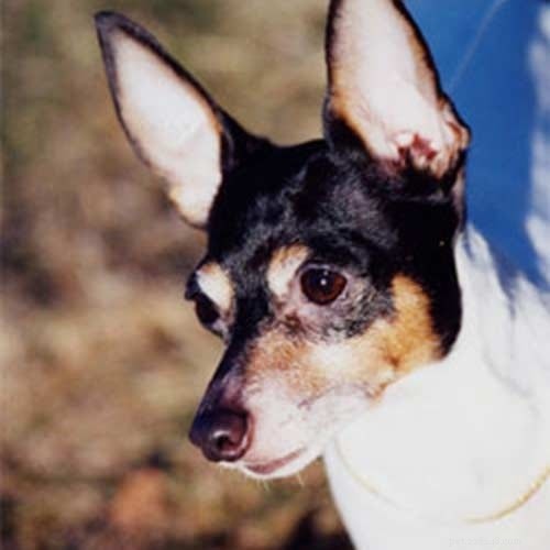 Toy Fox Terrier: Comprehensive Breed Profile