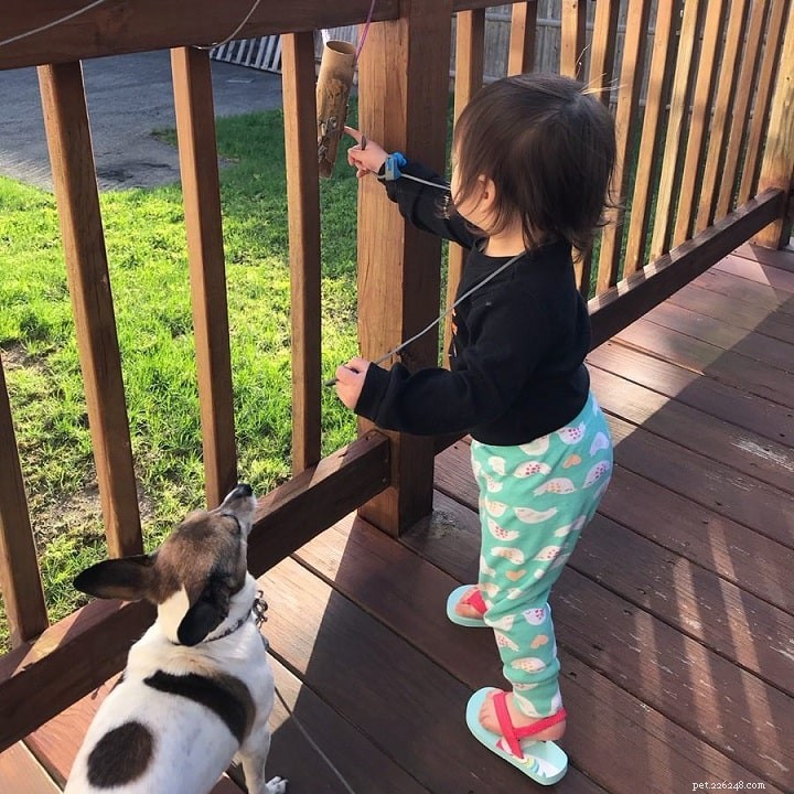 Toy Fox Terrier: Comprehensive Breed Profile
