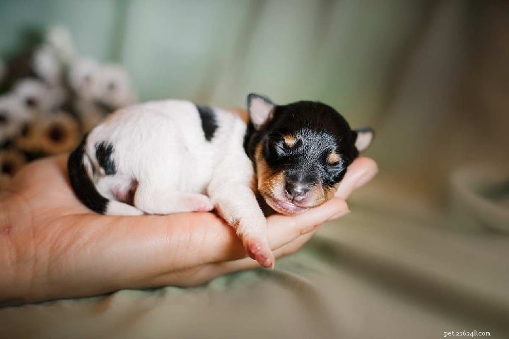 Toy Fox Terrier: Comprehensive Breed Profile