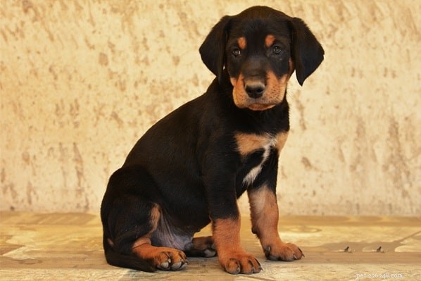 Transylvanian Hound: Proven Big‑Game Hunter from Hungary