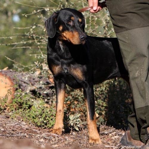 Transylvanian Hound: Proven Big‑Game Hunter from Hungary