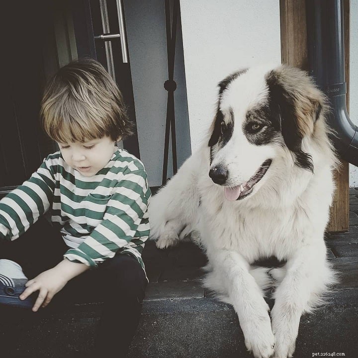 Tornjak Dog Breed: Origin, Traits, and Care Guide