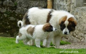 Tornjak Dog Breed: Origin, Traits, and Care Guide