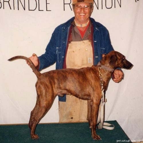 Tennessee Brindle Dog: Breed Overview, Traits & Care