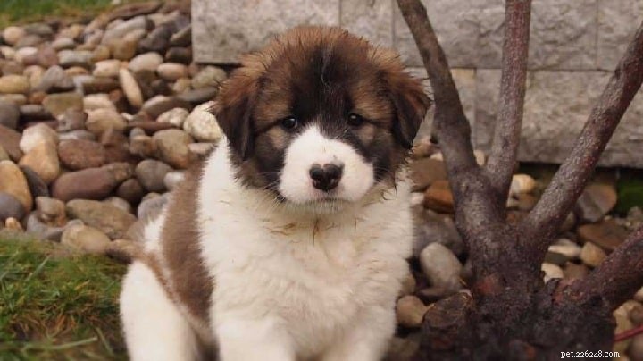 Tornjak Dog Breed: Origin, Traits, and Care Guide