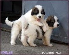 Tornjak Dog Breed: Origin, Traits, and Care Guide
