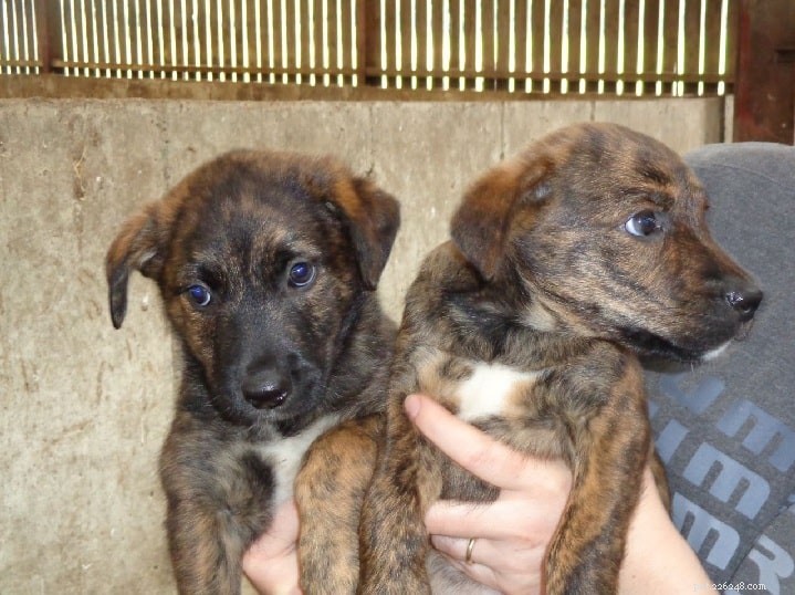 Tennessee Brindle Dog: Breed Overview, Traits & Care