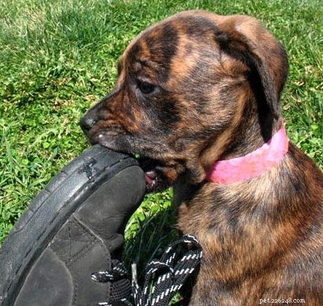 Tennessee Brindle Dog: Breed Overview, Traits & Care