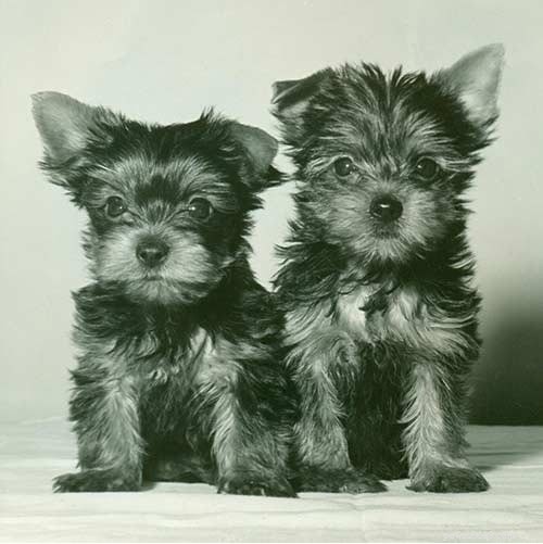 Yorkillon Dog Breed: Size, Traits, and Care Tips