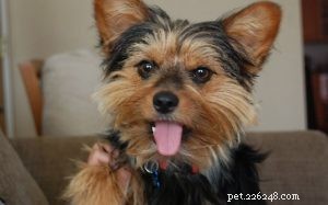 Yorkillon Dog Breed: Size, Traits, and Care Tips