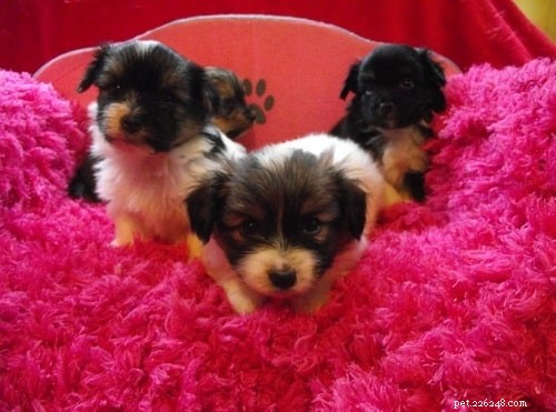 Yorkillon Dog Breed: Size, Traits, and Care Tips