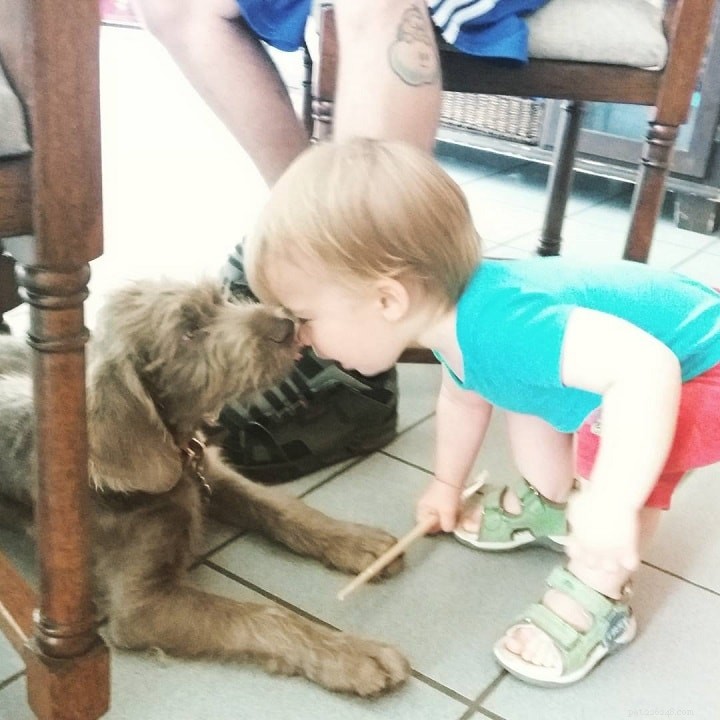 Slovakian Wirehaired Pointer: Breed Overview & Key Facts
