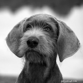 Slovakian Wirehaired Pointer: Breed Overview & Key Facts