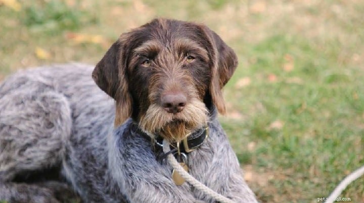 Slovakian Wirehaired Pointer: Breed Overview & Key Facts