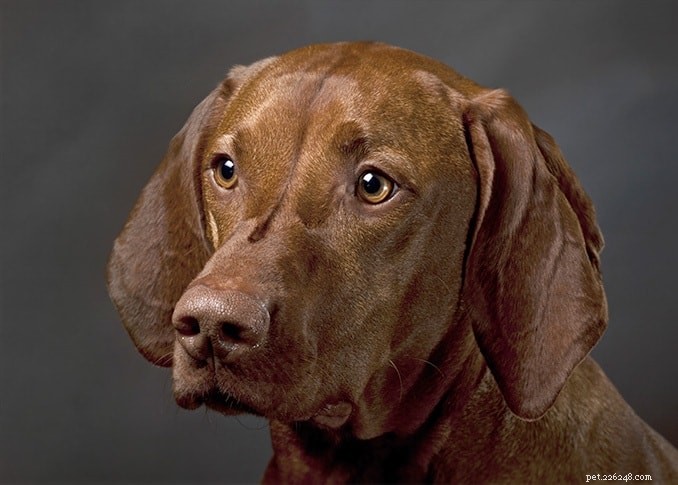 Slovakian Wirehaired Pointer: Breed Overview & Key Facts