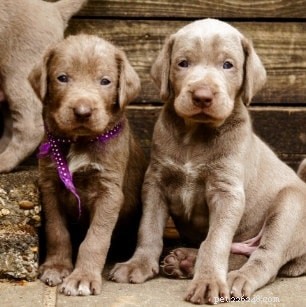 Slovakian Wirehaired Pointer: Breed Overview & Key Facts