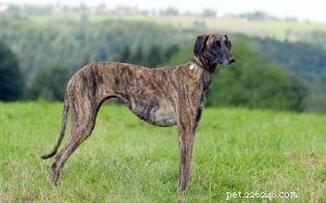 Sloughi Dog Breed: Origins, Characteristics, and Care