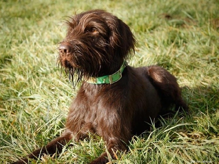 Slovakian Wirehaired Pointer: Breed Overview & Key Facts