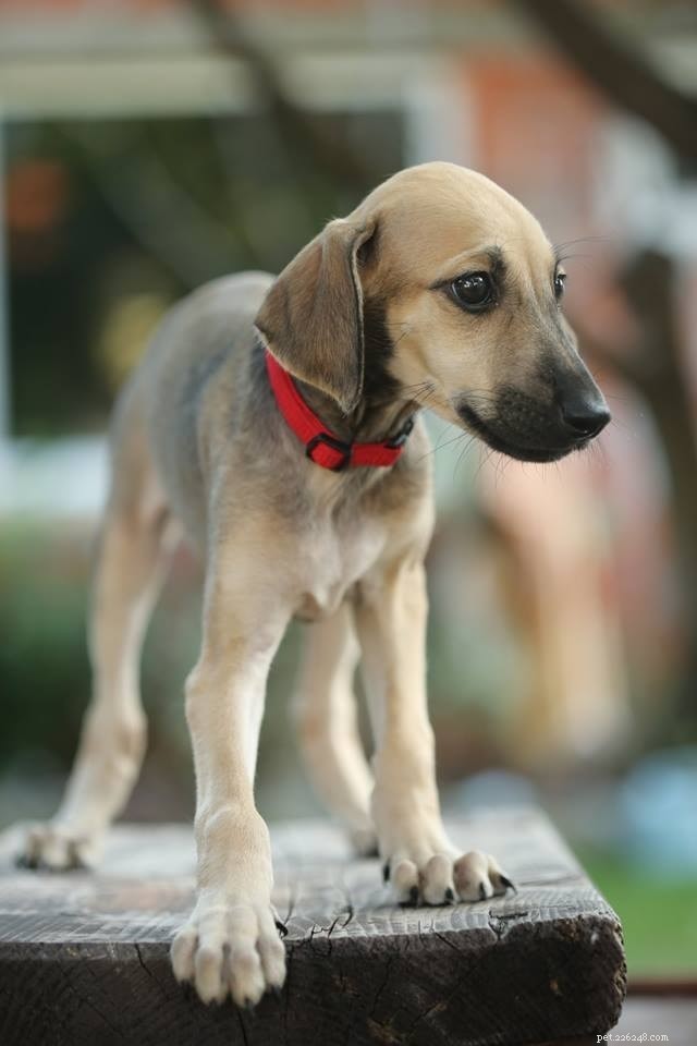 Sloughi Dog Breed: Origins, Characteristics, and Care