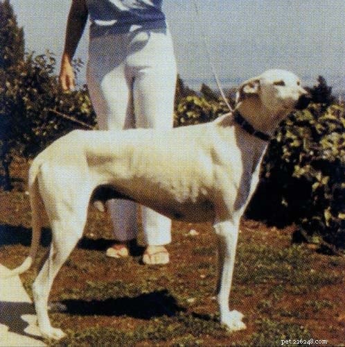 Sloughi Dog Breed: Origins, Characteristics, and Care