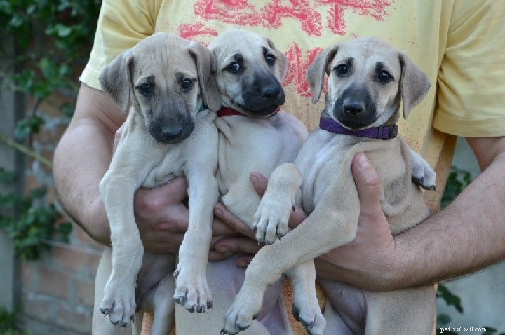 Sloughi Dog Breed: Origins, Characteristics, and Care