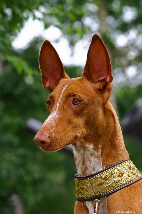 Sloughi Dog Breed: Origins, Characteristics, and Care