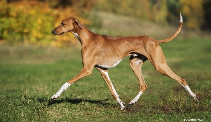 Sloughi Dog Breed: Origins, Characteristics, and Care