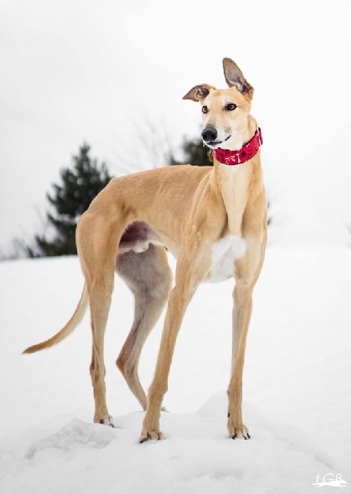 Sloughi Dog Breed: Origins, Characteristics, and Care