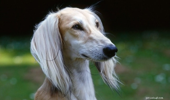 Sloughi Dog Breed: Origins, Characteristics, and Care