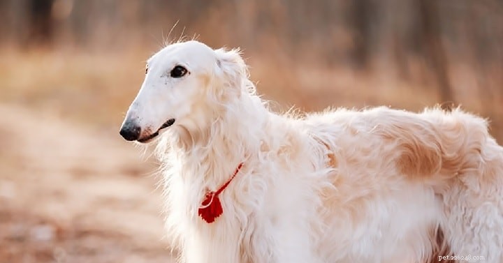Sloughi Dog Breed: Origins, Characteristics, and Care