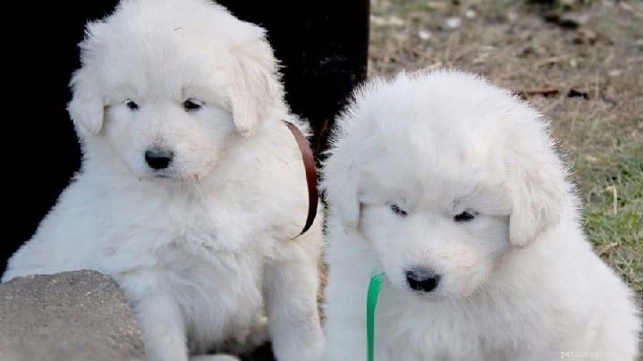 Slovensky Cuvac: Slovakia’s Versatile Herding Dog – Breed Profile & Care
