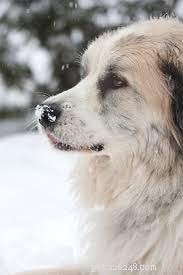 Slovensky Cuvac: Slovakia’s Versatile Herding Dog – Breed Profile & Care