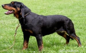 Slovensky Kopov: Slovakia’s Native Boar‑Hunting Hound
