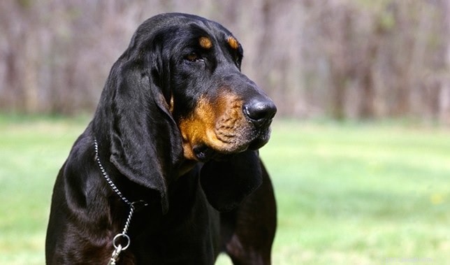 Slovensky Kopov: Slovakia’s Native Boar‑Hunting Hound