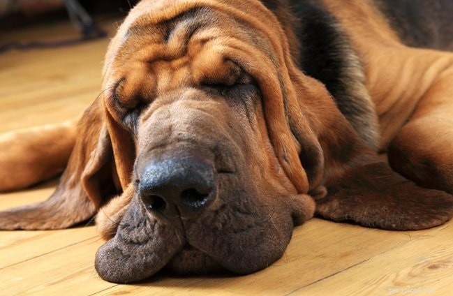 Slovensky Kopov: Slovakia’s Native Boar‑Hunting Hound