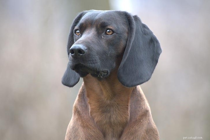 Slovensky Kopov: Slovakia’s Native Boar‑Hunting Hound
