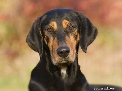 Slovensky Kopov: Slovakia’s Native Boar‑Hunting Hound