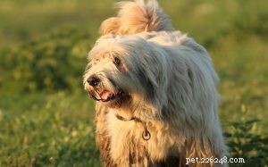 Romanian Mioritic Shepherd Dog: Breed Overview & Key Facts