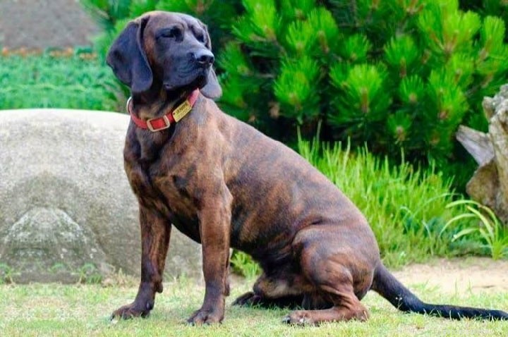 Slovensky Kopov: Slovakia’s Native Boar‑Hunting Hound