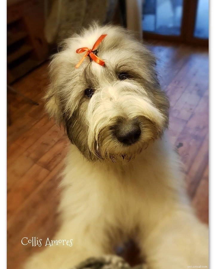 Romanian Mioritic Shepherd Dog: Breed Overview & Key Facts