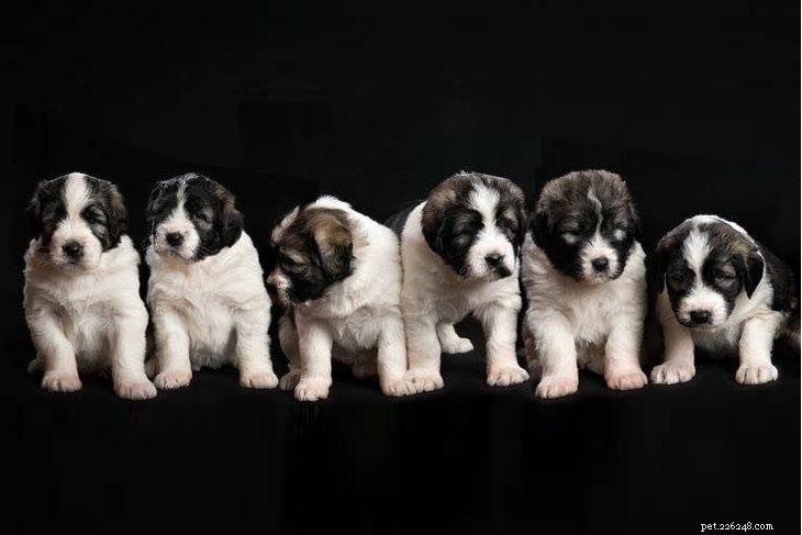 Romanian Mioritic Shepherd Dog: Breed Overview & Key Facts