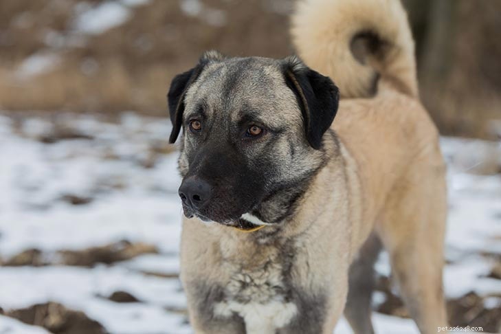Romanian Mioritic Shepherd Dog: Breed Overview & Key Facts