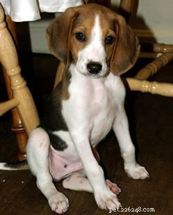 Treeing Walker Coonhound: Breed Overview & Key Traits