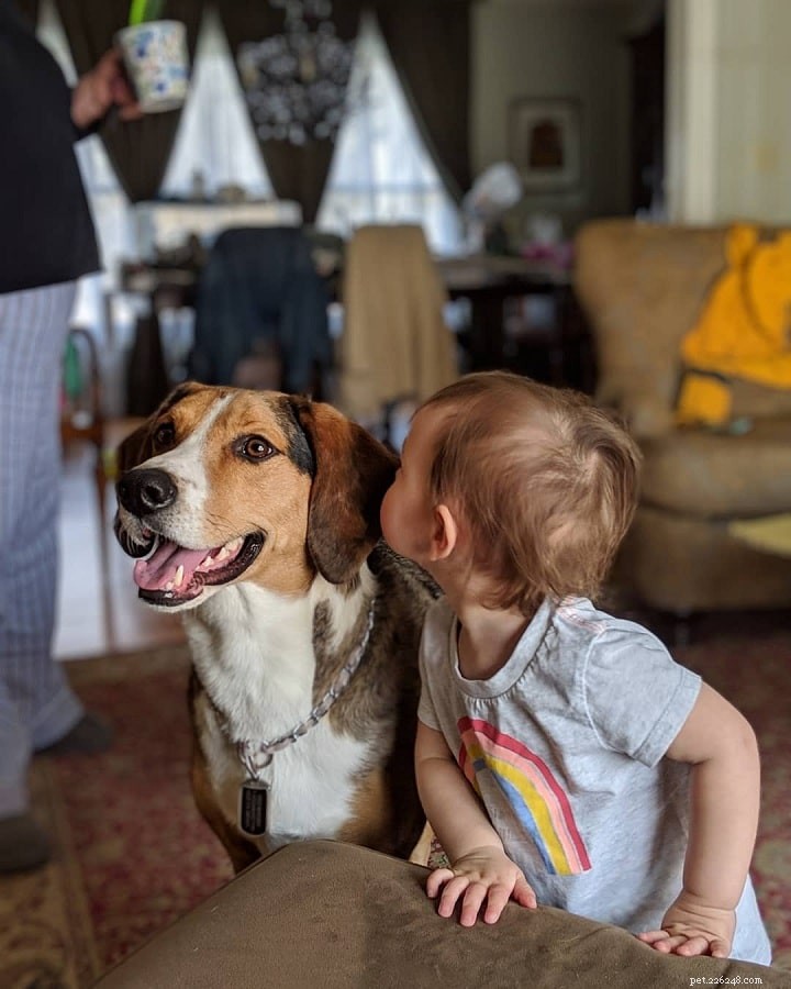 Treeing Walker Coonhound: Breed Overview & Key Traits